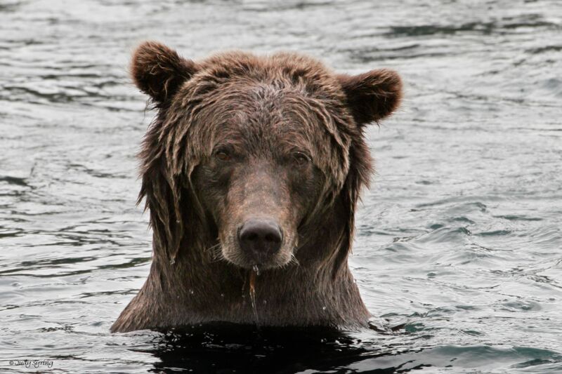 Grizzly Bear Stare by Judy Syring