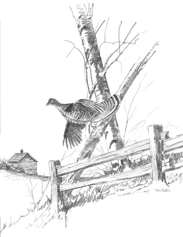 Grouse Pencil Sketch