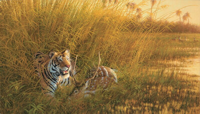 Heart of India—Tiger by Michael Sieve