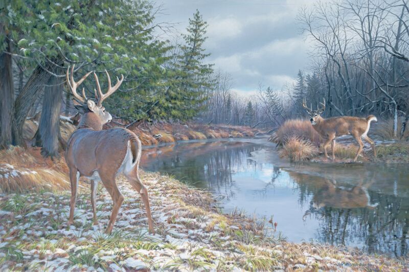 I Dare You—Whitetail Deer by Jim Kasper
