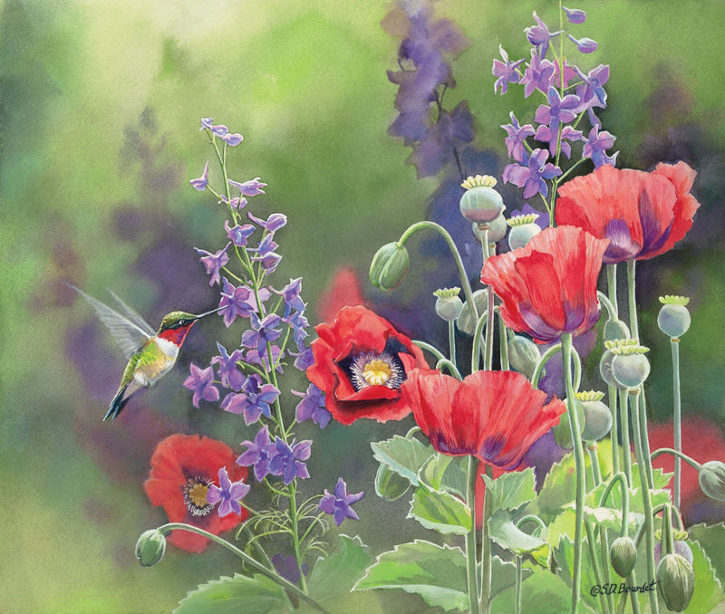 Jen's Poppies by Susan Bourdet