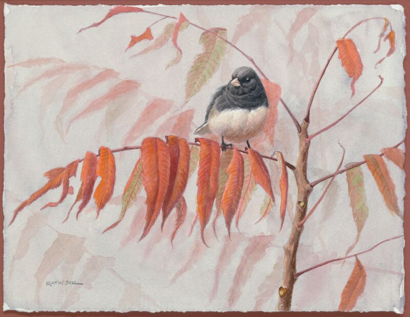 Junco & Fall Sumac by Jim Rataczak