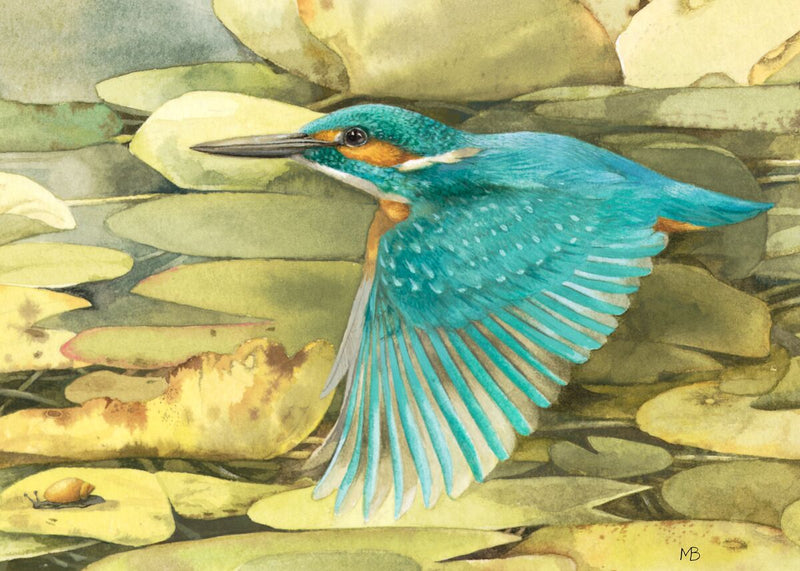 Kingfisher in Flight