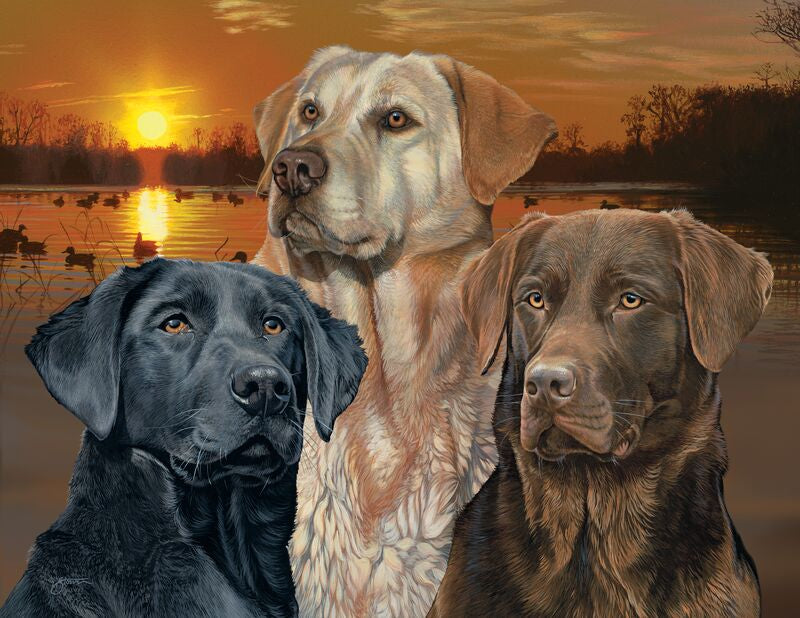 Labrador Retriever element