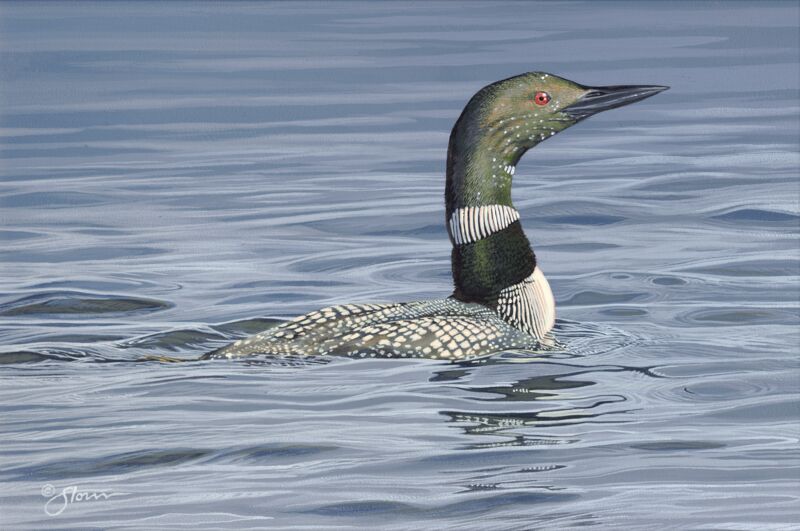 Loon by Scot Storm