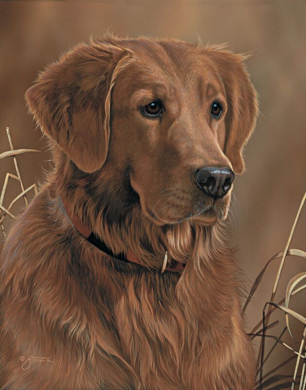 Loyal Companion—Golden Retriever by Scot Storm