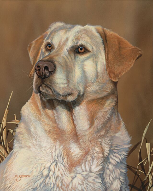 Loyal Companion—Yellow Lab by Scot Storm