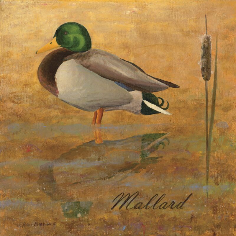 Mallard