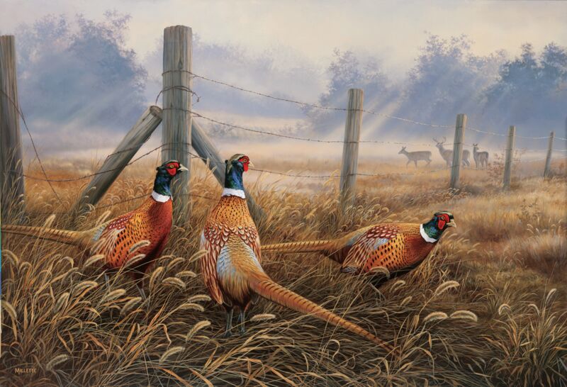 Meadow Mist—Pheasants