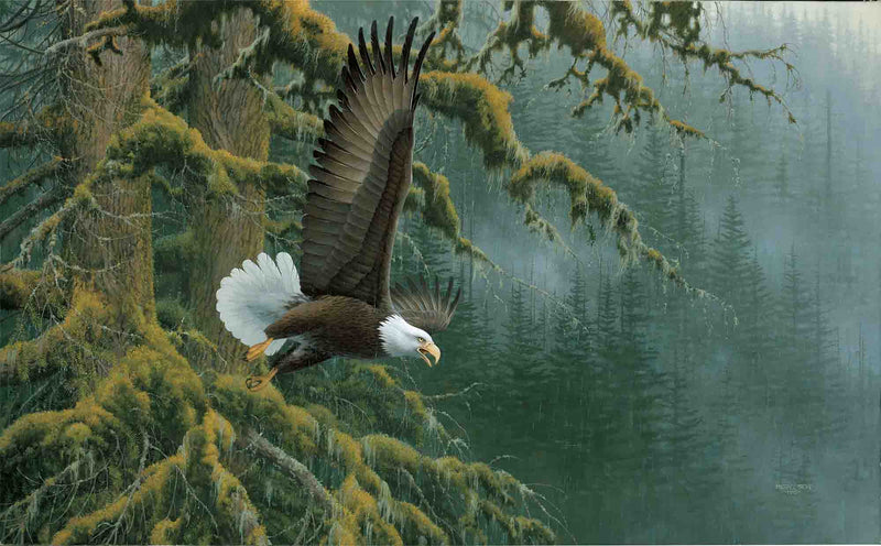 Misty Forest Bald Eagle