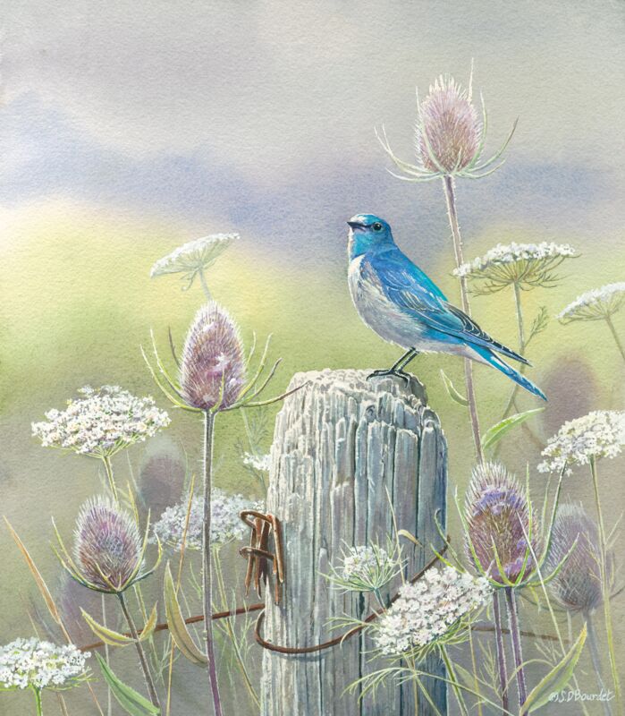 Misty Meadow—Mountain Bluebird by Susan Bourdet