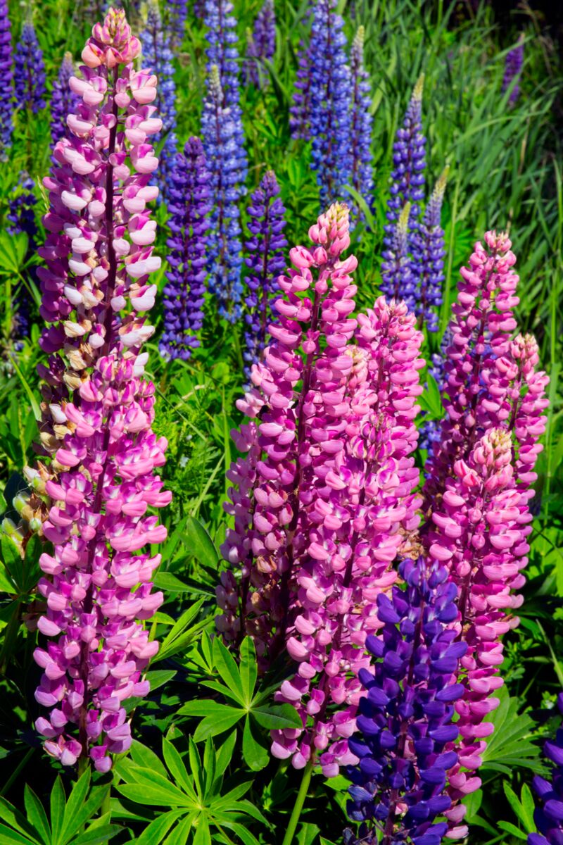 Mixed Lupine