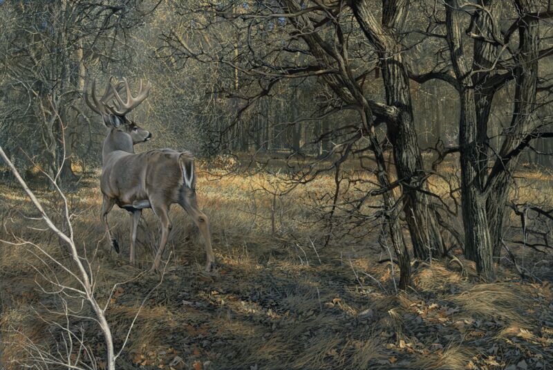 Monarch—Whitetail Deer