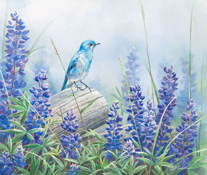 Mountain Bluebird & Lupine