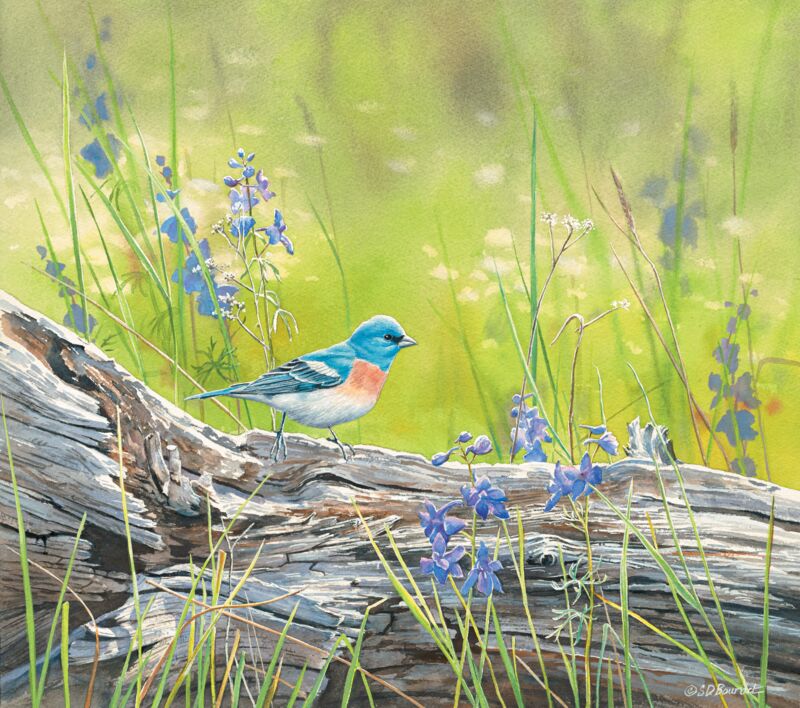 Mountain Meadow—Lazuli Bunting by Susan Bourdet