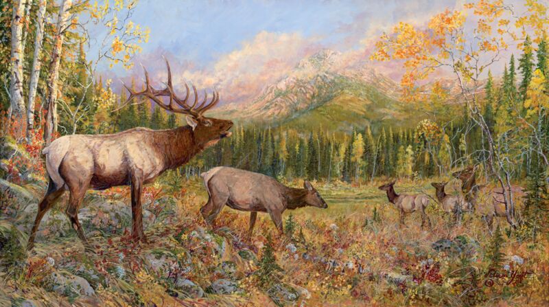 Mule Shoe Meadow— Elk