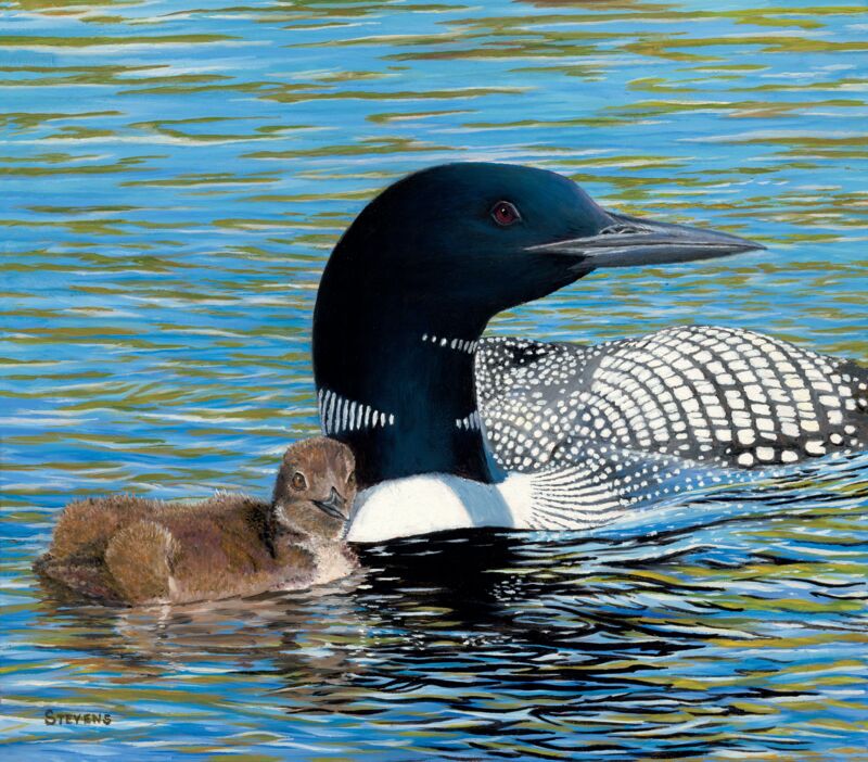 Next Generation—Loon and Chick by Gene Stevens