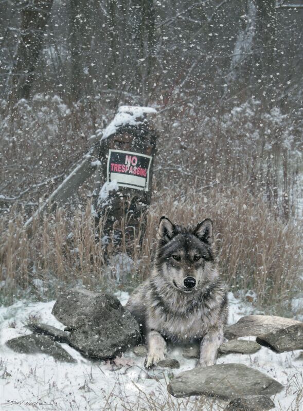 No Trespassing—Wolf