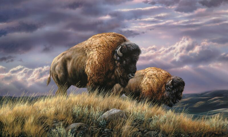 Nomads of the Plains - Bison