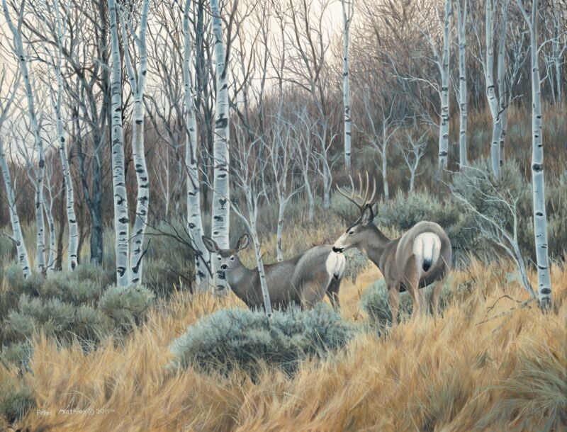 November Aspens—Mule Deer