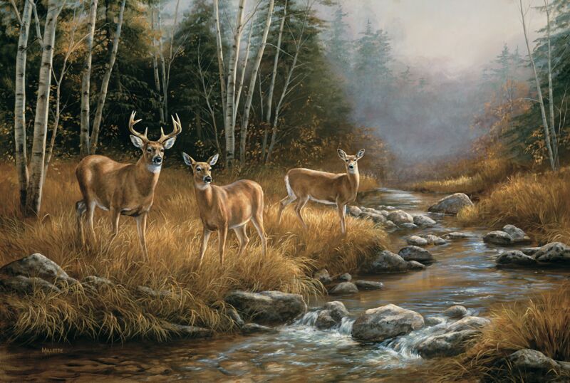 October Mist—Whitetail Deer