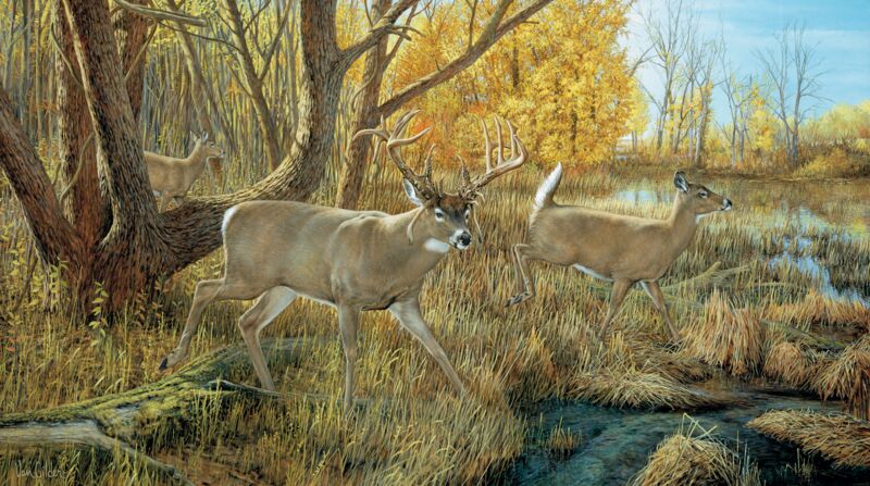 Old Mossy Horns—Whitetail Deer