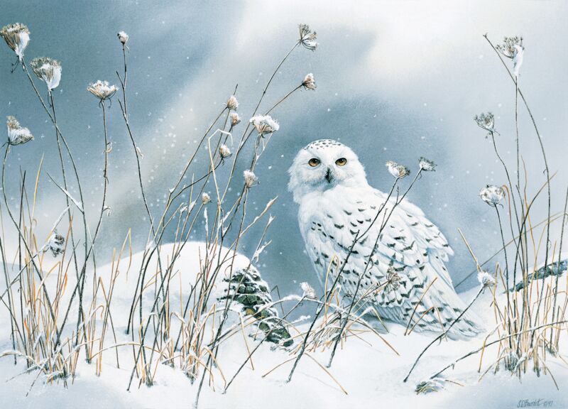 On the North Wind—Snowy Owl