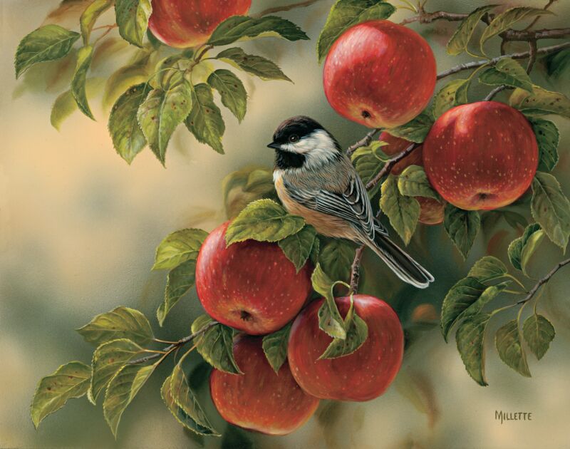 Orchard Visitor—Chickadee