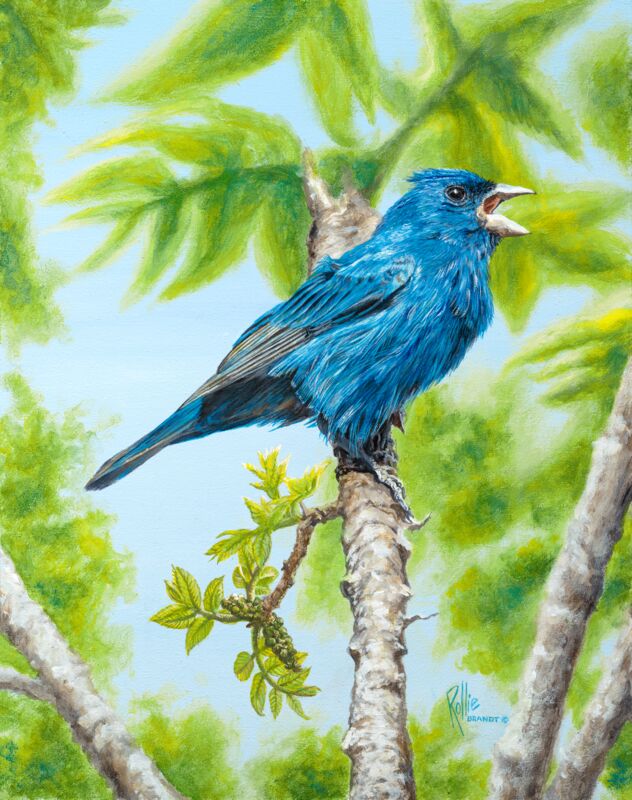 Out of the Blue—Indigo Bunting