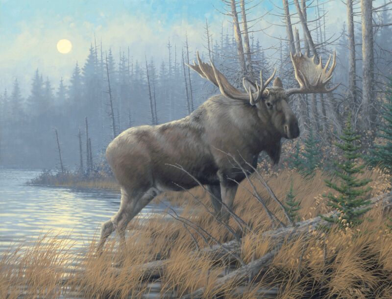 Out of the Mist—Moose