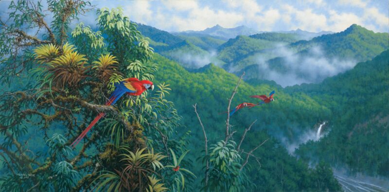 Panama Red—Macaws