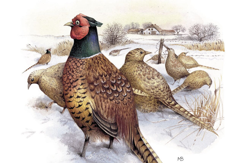 Pheasants in Snow