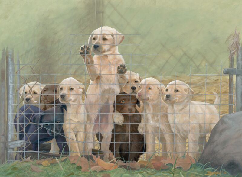 Pick Me—Lab Puppies