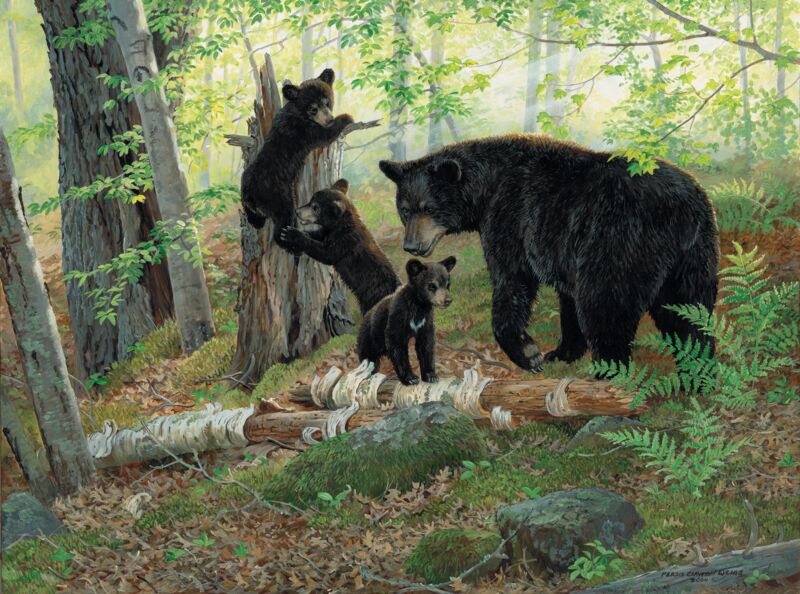 Playtime—Black Bears