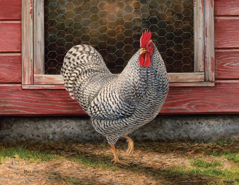 Plymouth Rock - Barred Chicken Hen