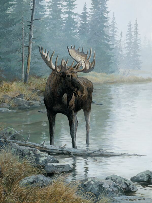 Quiet Water—Moose