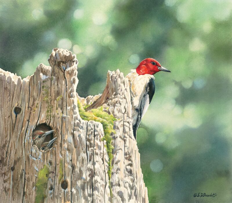 Red—Headed Woodpecker & Family