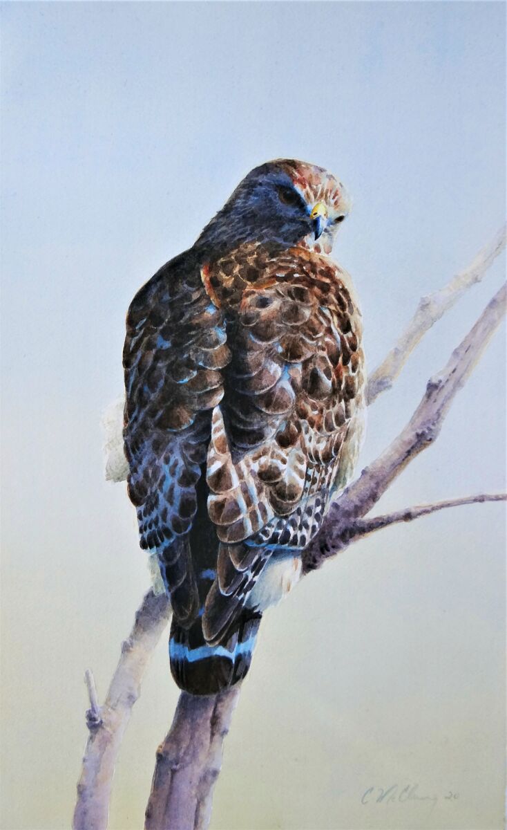 Shop Red Shouldered Raptor From Wild Wings
