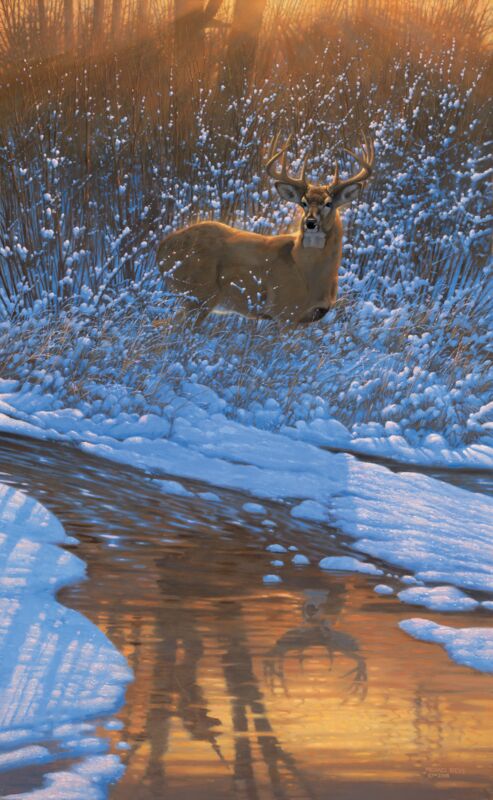 Reflections & Shadows of Bowhunting by Michael Sieve