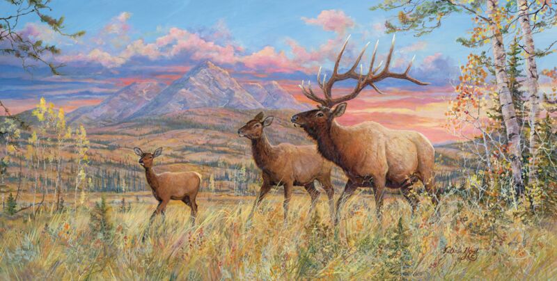 Royal Courtship—Elk