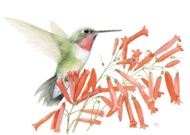 Ruby-throated Hummingbird