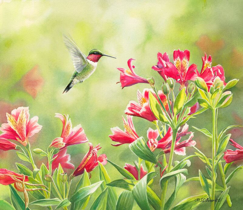 Rubythroat & Freesias