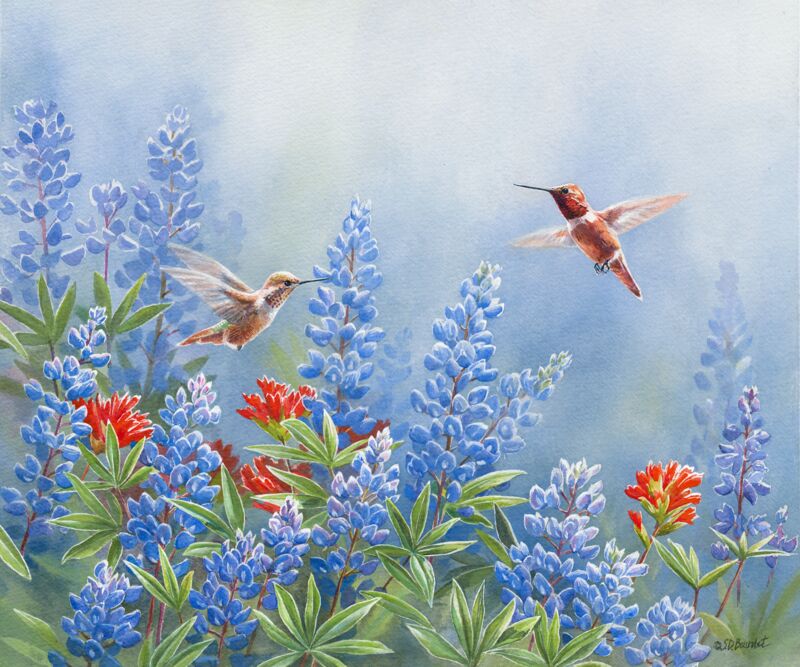 Rufous Pair in Bluebonnets