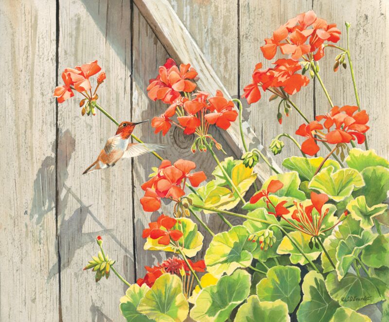 Rufous in Red Geranium