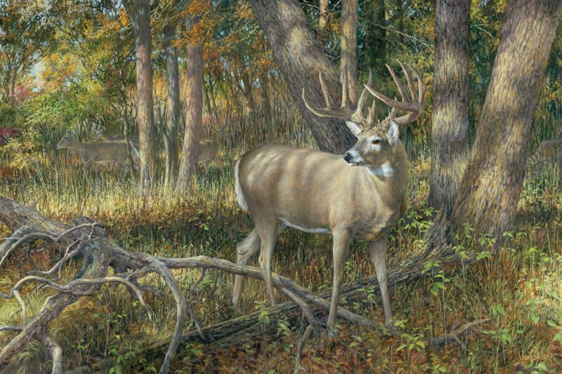 Shadowland—Whitetail Deer