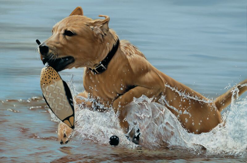 Splash—Yellow Lab