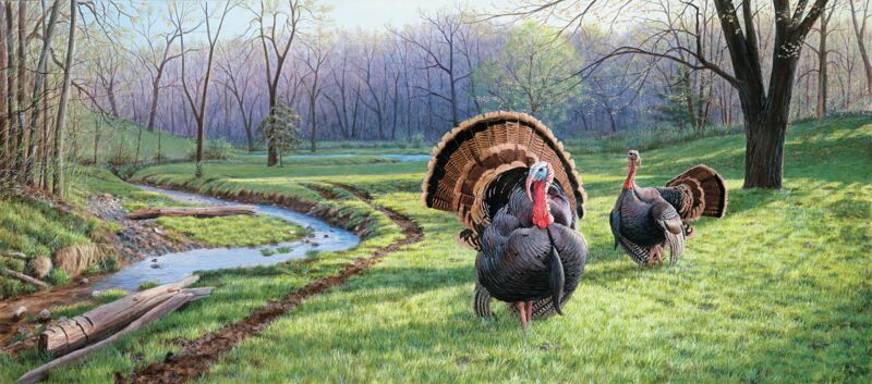 Spring Fed—Turkeys