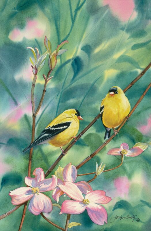 Spring Finches