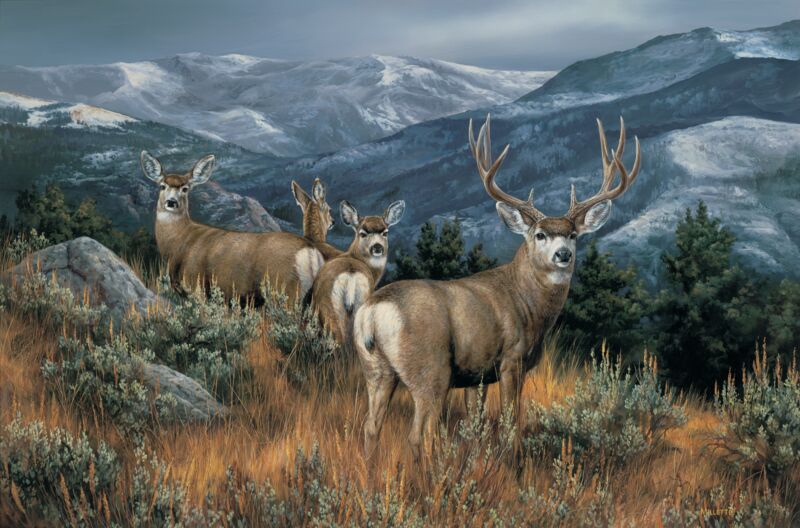 Last Glance—Mule Deer by Rosemary Millette