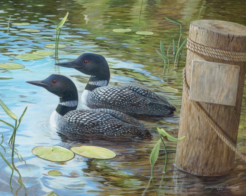 Toddy Pond—Loons